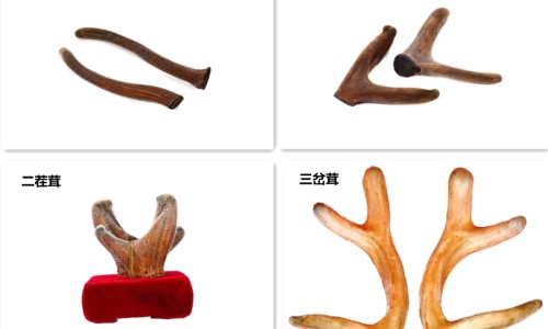 鲜鹿茸吃法和用量-鲜鹿茸吃法网—知名的鲜鹿茸吃法有几种网站,分享鲜鹿茸怎么吃比较好知识