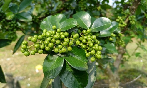 鲜鹿茸吃法网—知名的鲜鹿茸吃法有几种网站,分享鲜鹿茸怎么吃比较好知识