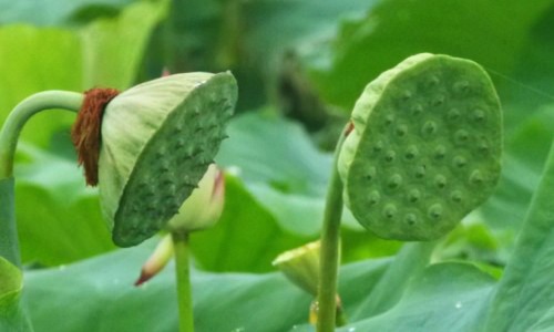 鲜鹿茸吃法和用量-鲜鹿茸吃法网—知名的鲜鹿茸吃法有几种网站,分享鲜鹿茸怎么吃比较好知识